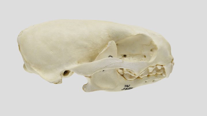 UWYMV:Mamm:3950, Lontra canadensis, Skull – Modello 3D gratuito STL