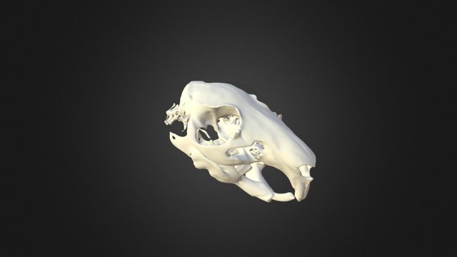 Cranio Cavia 3D Model