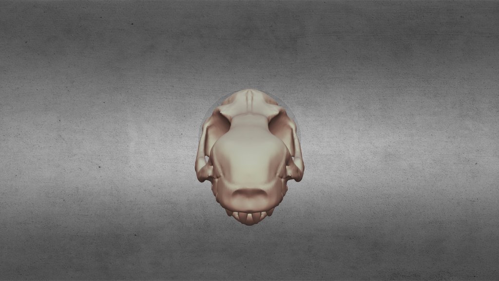 Tamaulipasaurus morenoi - skull
