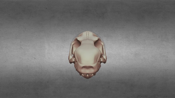 Tamaulipasaurus morenoi - skull – Free 3D Model STL