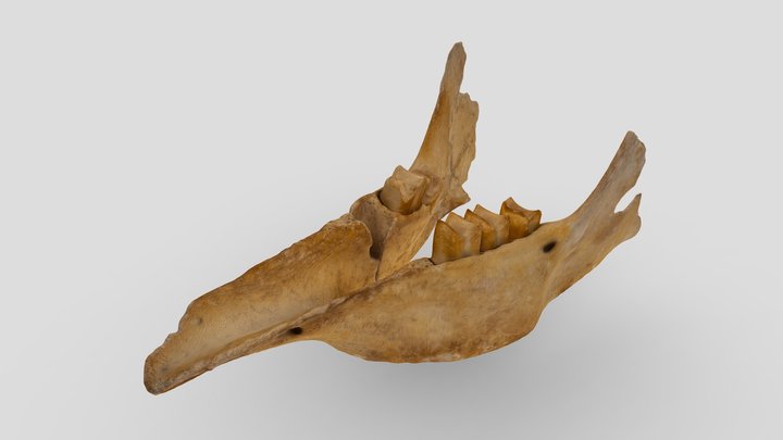mandibula  Notroterio 3D Model