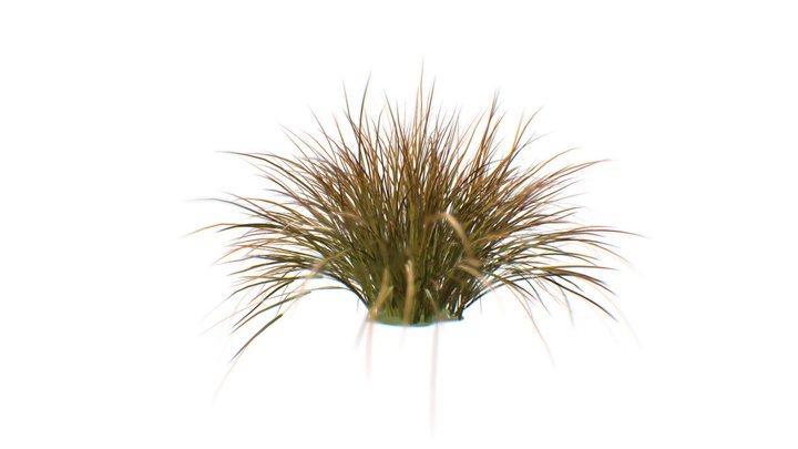 PLANT: Stipa Arundinacea 3D Model
