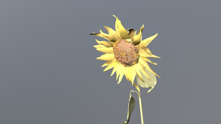 sunflower #VROLGA 3D Model