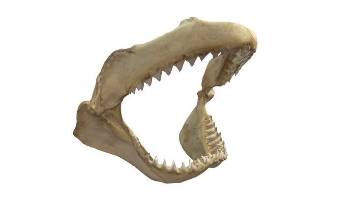 JP & L Exotics: Shark Skeleton 3D Model