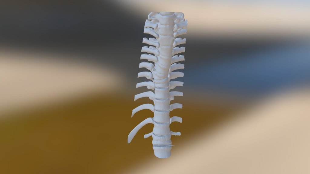 Thoracic (Dorsal) Spine - sku 148