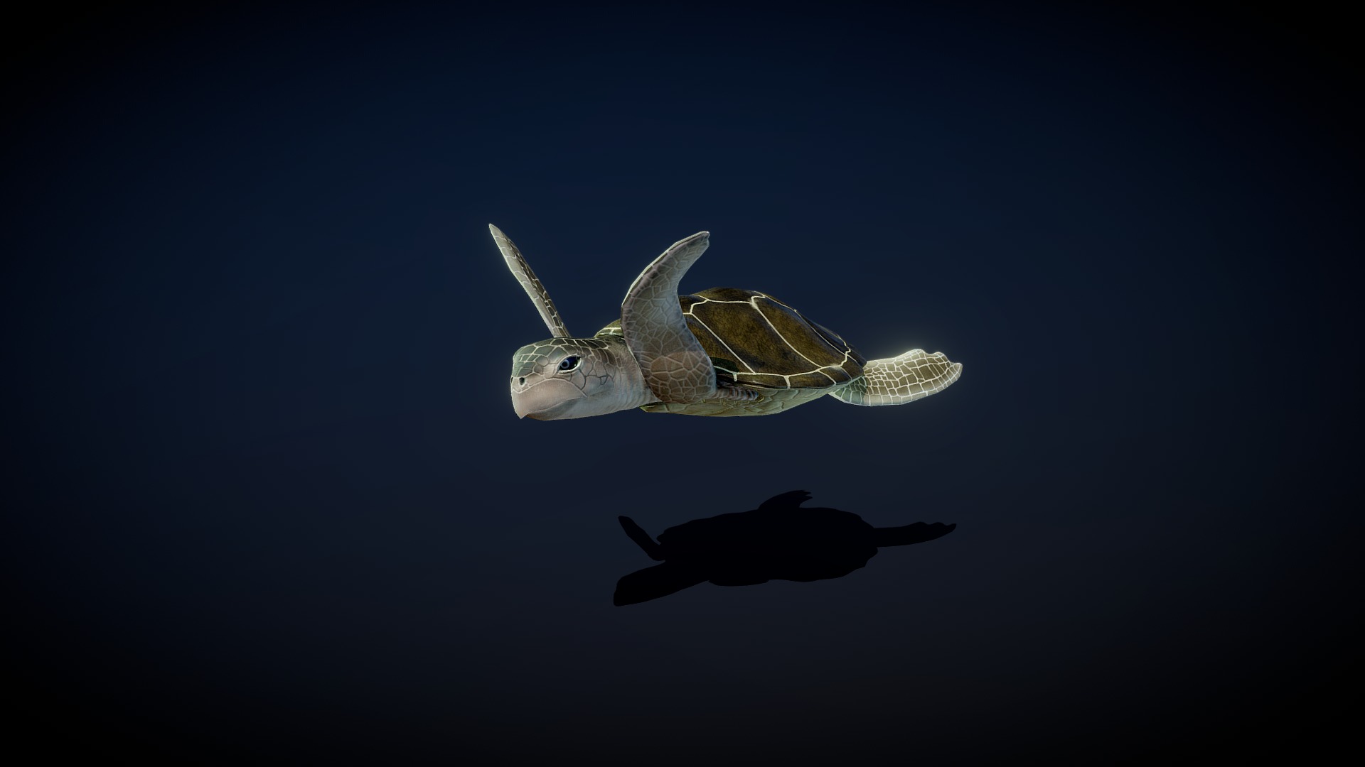 3D model Green Sea Turtle - This is a 3D model of the Green Sea Turtle. The 3D model is about a couple of fish swimming in the water.