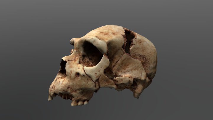 Homo heidelbergensis Cranium (Atapuerca 5) 3D Model