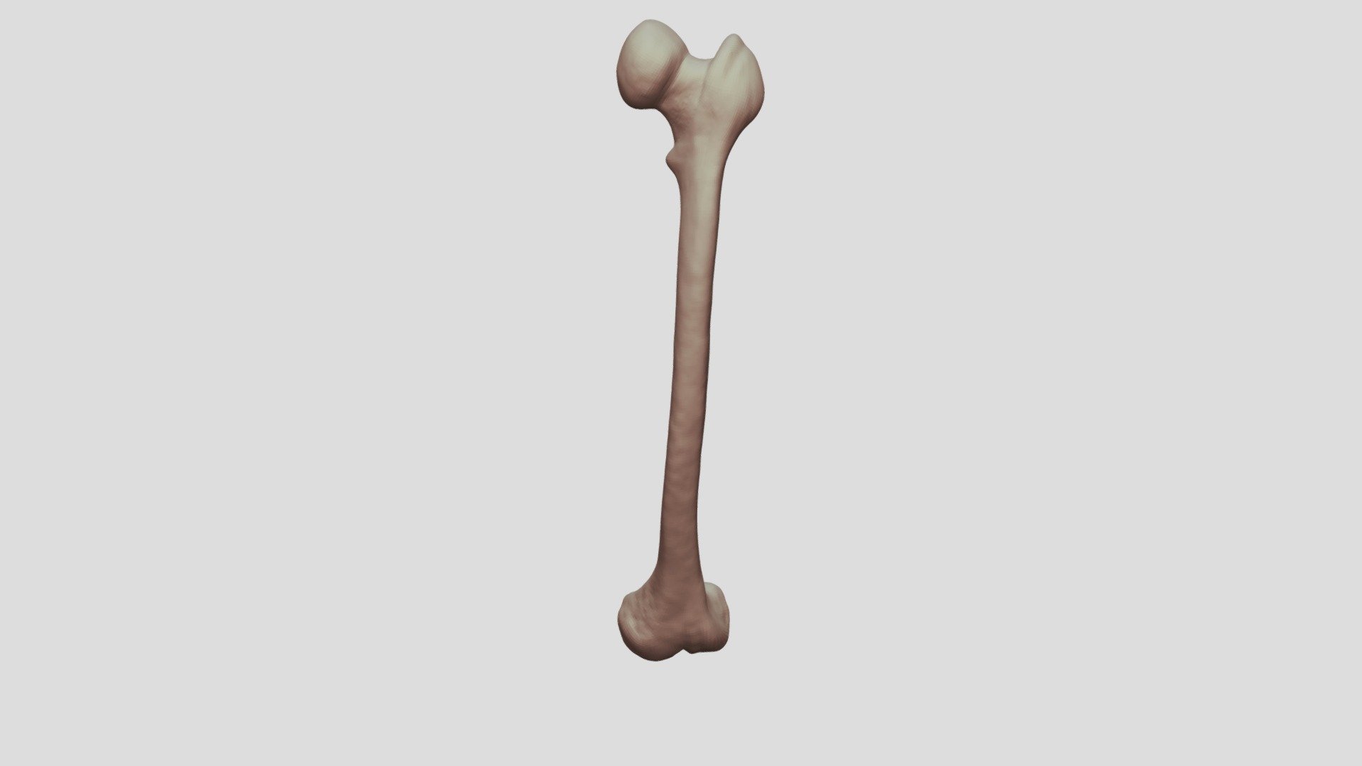 - Leg_Femur (L) - 3D model by curse488 [9d4afbb] - Sketchfab