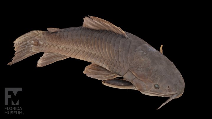 Armored-catfish 3D models - Sketchfab