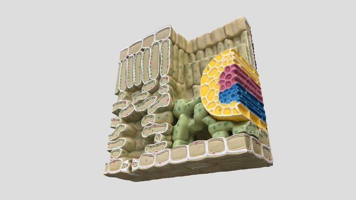 Structures et fonctions de la feuille. 3D Model