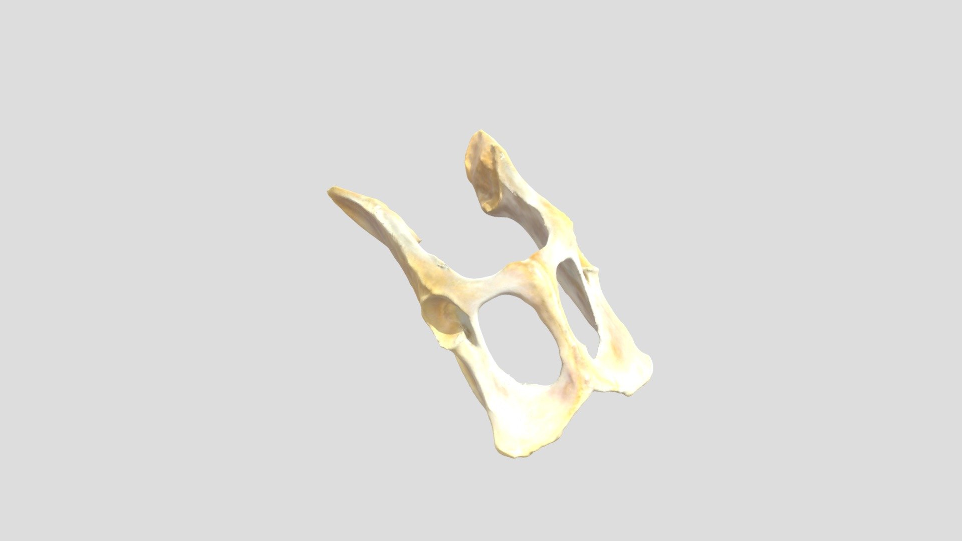 Pelvic Cat Bone Png - 3D model by VetKaset [9d4deea] - Sketchfab