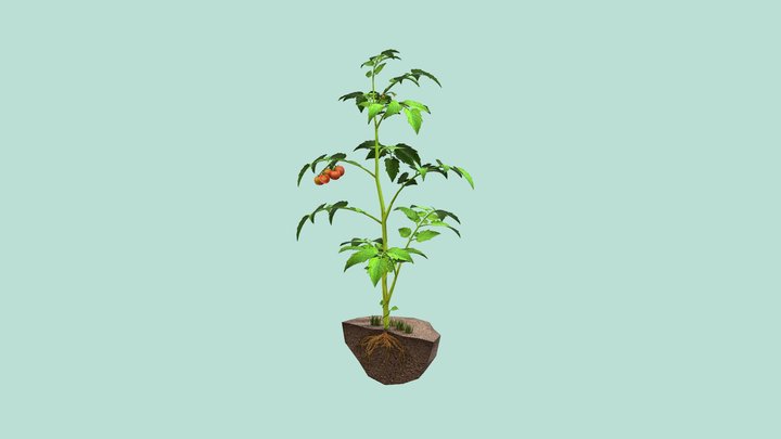Plants and their parts 3D Model