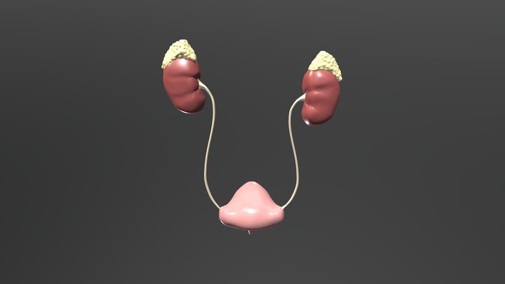 Kidney_export3 3D Model