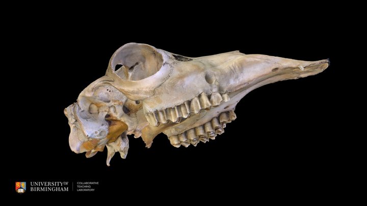 Llama skull (top section) 3D Model