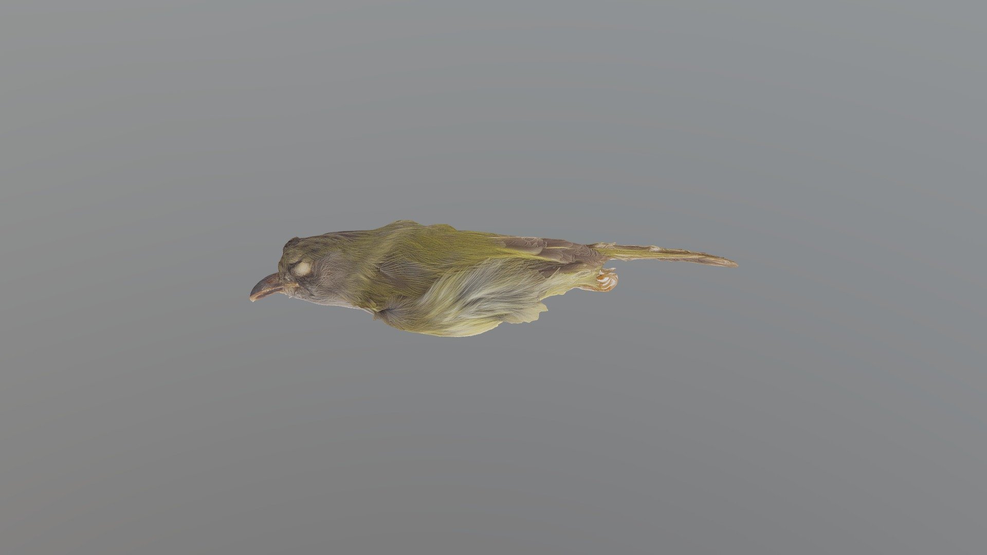 Northern Bentibill -Oncostoma cinereigulare