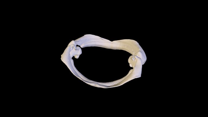 Birnbaum_WinterSkateJaw 3D Model