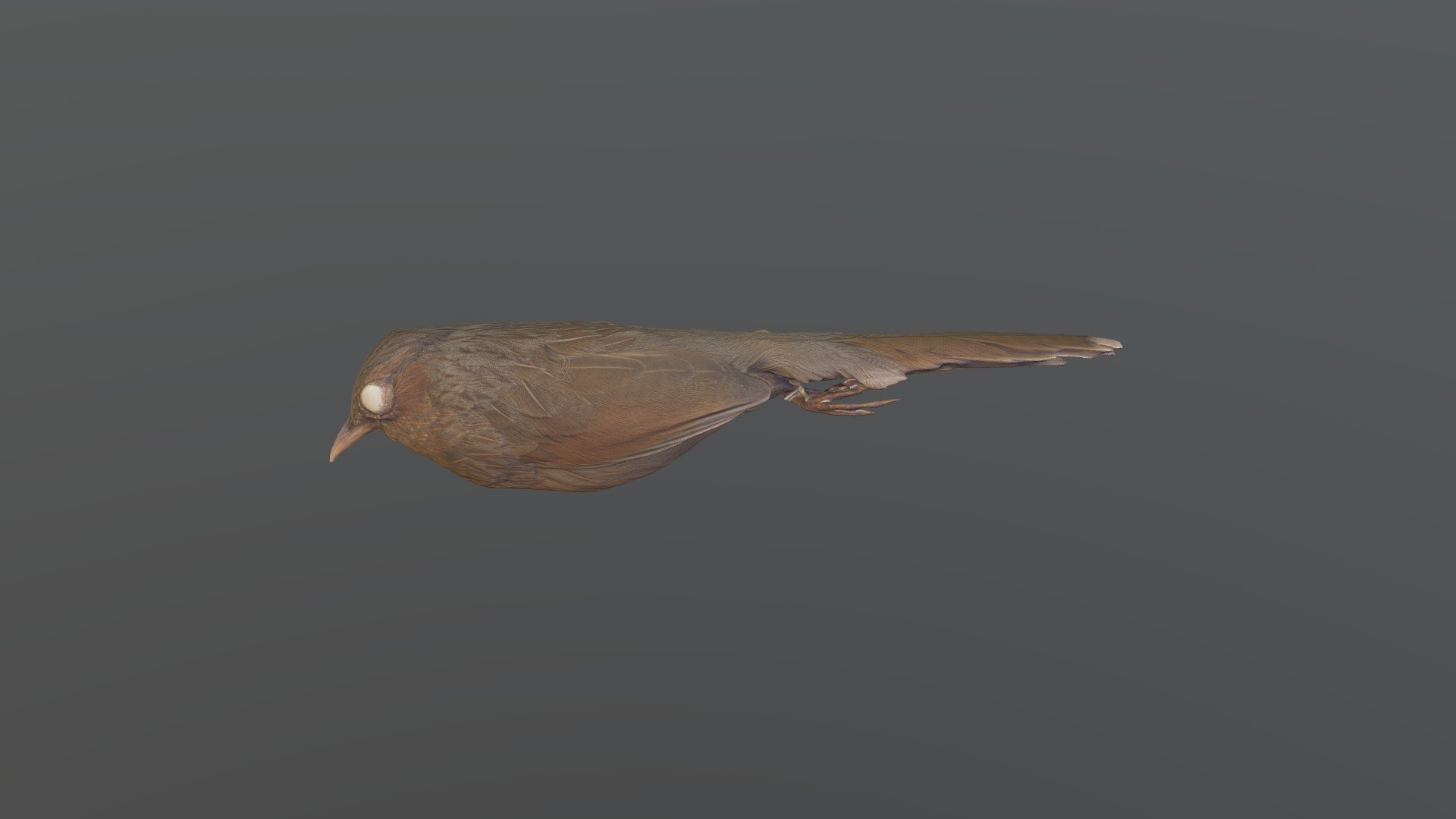 Streaked Laughingthrush - T. lineatum