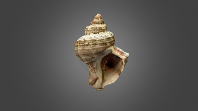 Conchiglia 3D Model