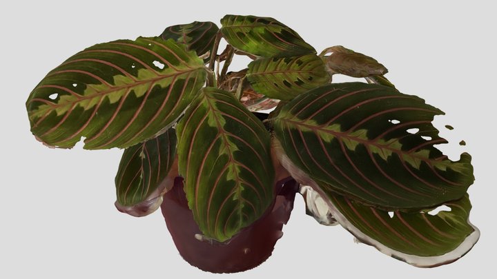 Prayer Plant 3D Model