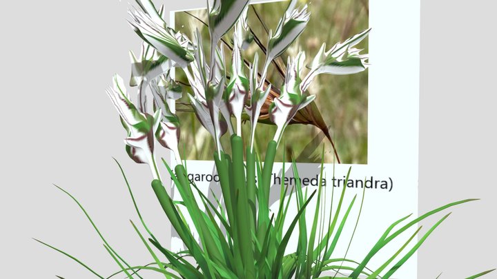 KANGAROO GRASS – Gratis 3D-model STL
