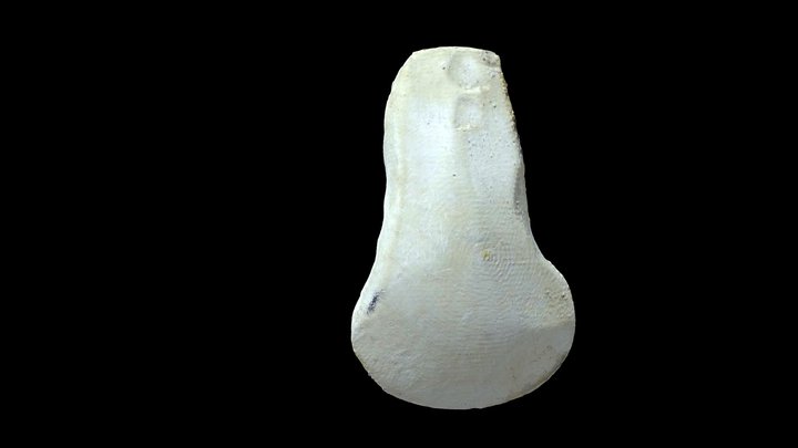 Bôn răng trâu 3D Model