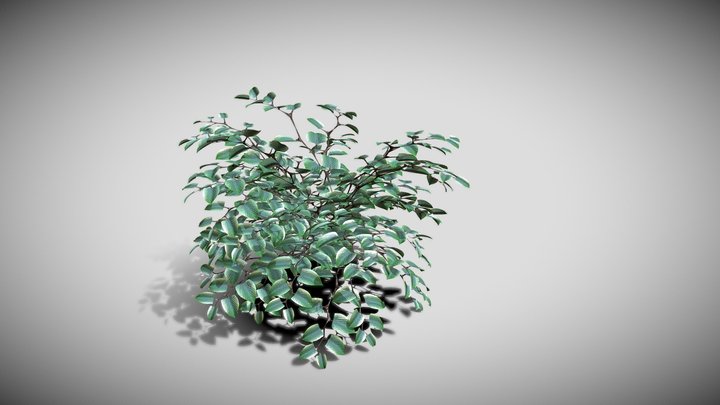 Little bush 3D Model