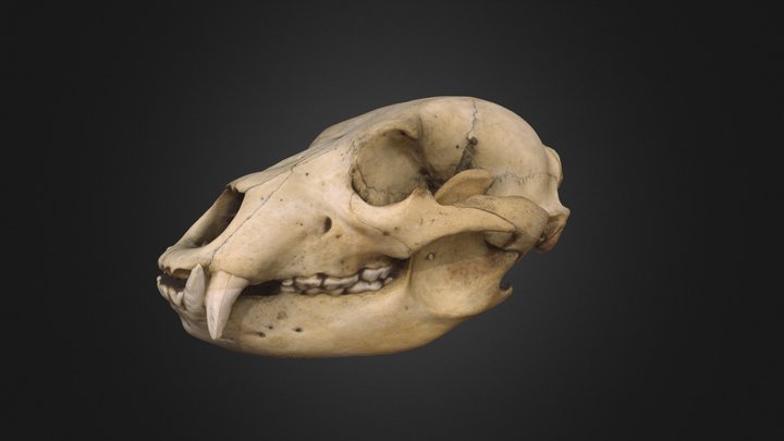 Black Bear Skull 3D Model