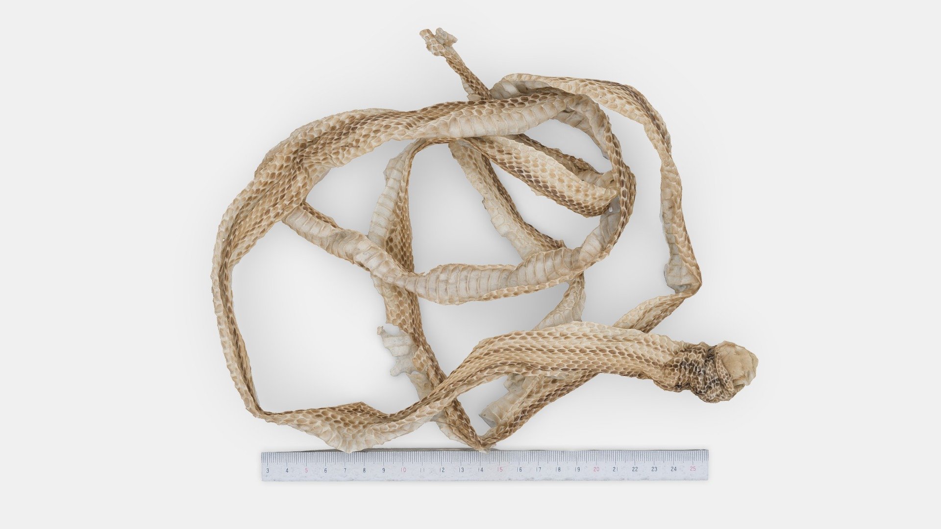 Snake shed its skin