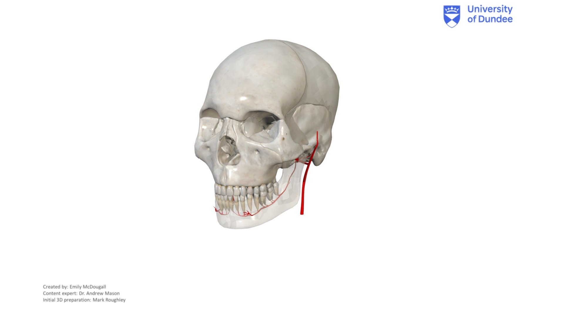 Blood Supply to the TMJ - copy - 3D model by University of Dundee ...