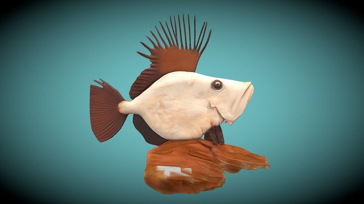 GALLO DE SAN PEDRO 3D Model