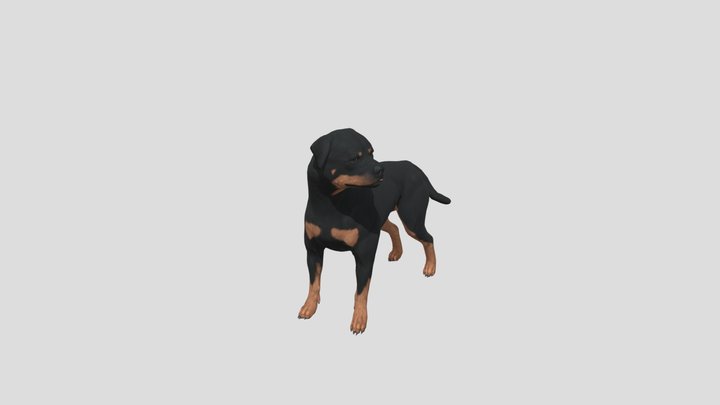 Rottweiler 3D models - Sketchfab