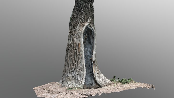 Stump 01 – Modello 3D gratuito STL