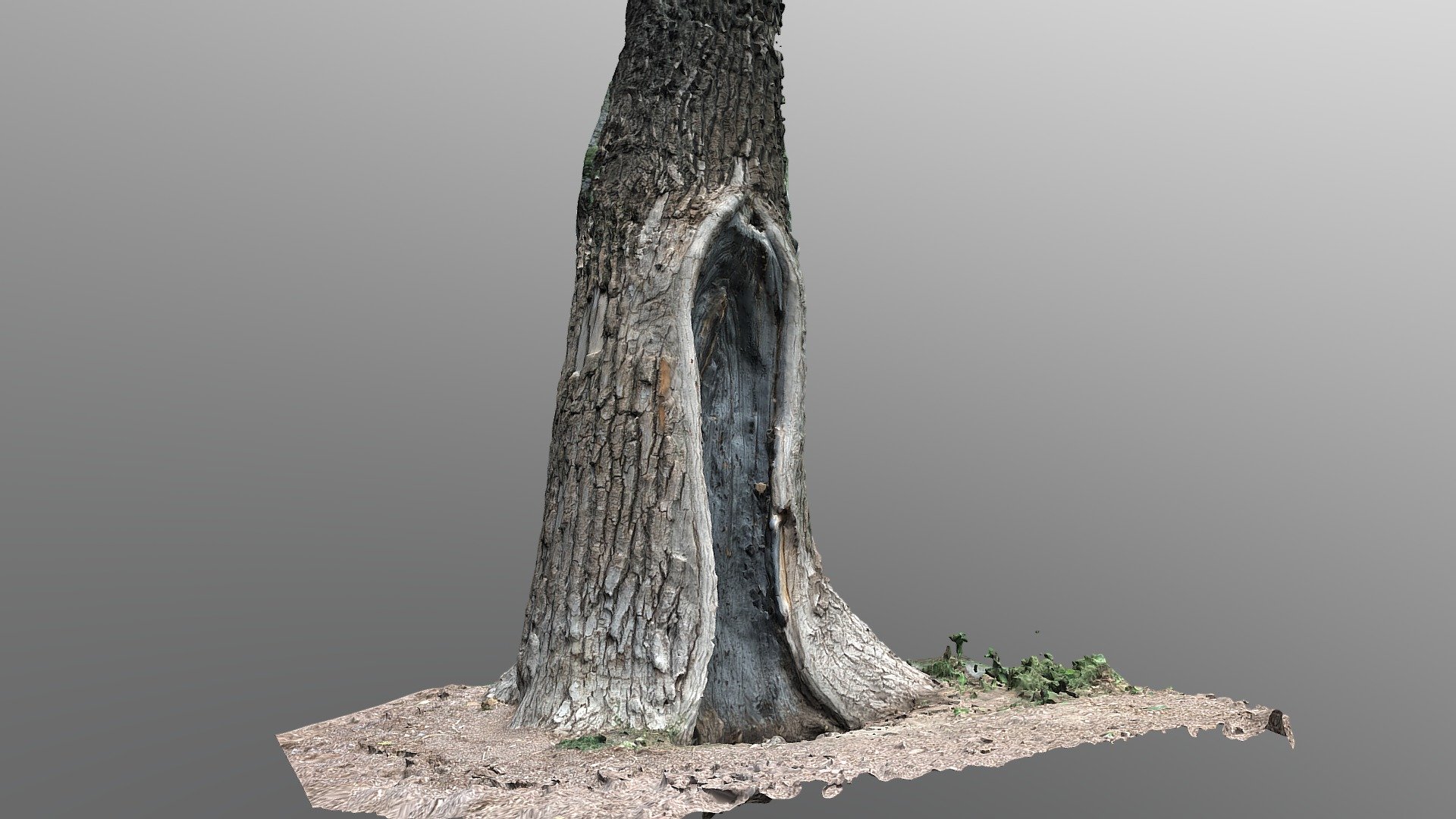 Stump 01