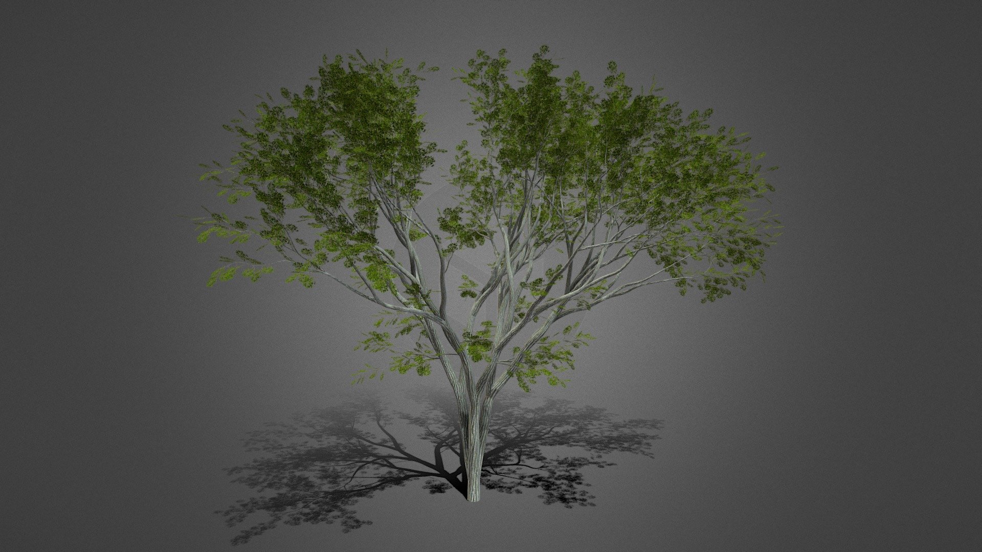 Realistic Europan Tree