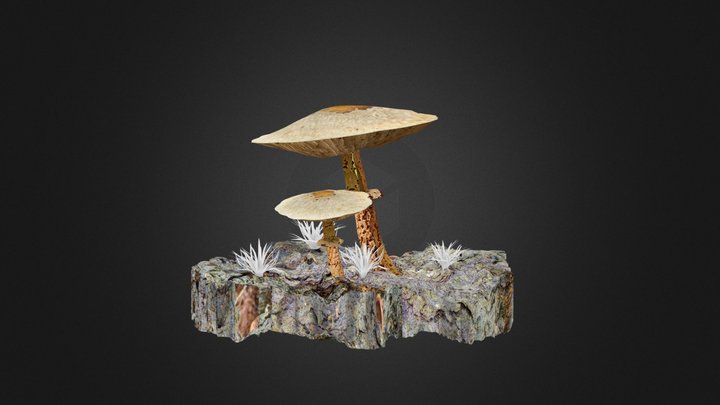 Mushrooms 3D Model