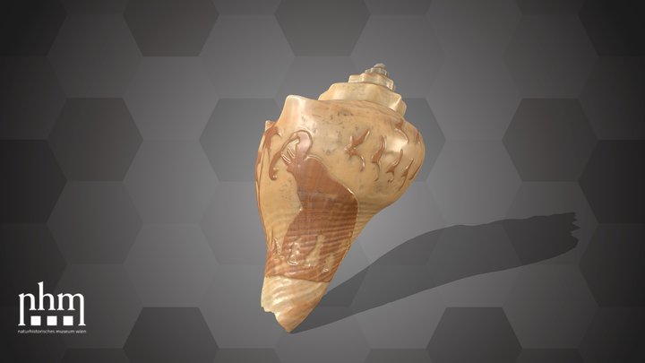 Crown conch shell (NHMW-ZOO-MO-0081100-ETH-109) – Kostenloses 3D-Modell STL