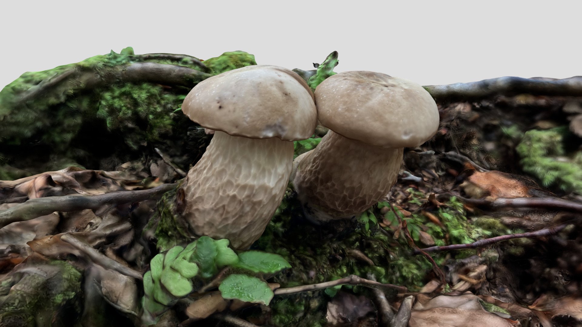 Pseudoaustroboletus valens  （ホオベニシロアシイグチ）
