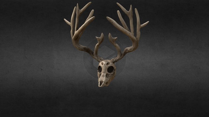 Deer Skull 3D Model