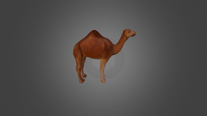 Dromedary Camel 3D Model