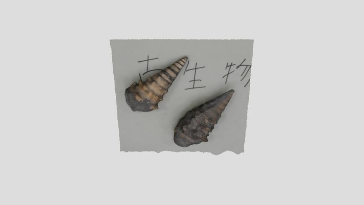 ビカリア　Vicarya yokoyamai 3D Model