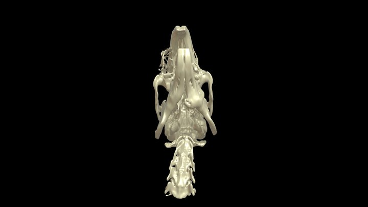 Rabbit skull segmented from CT 3D Model
