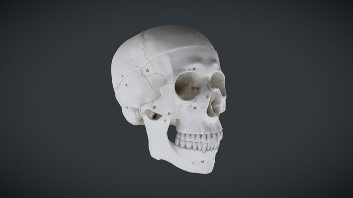 Human Skull (Replica) - Attempt 3 3D Model