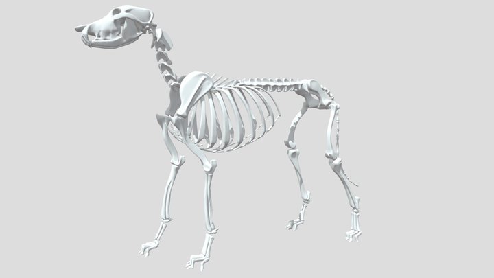 Dog Skeleton