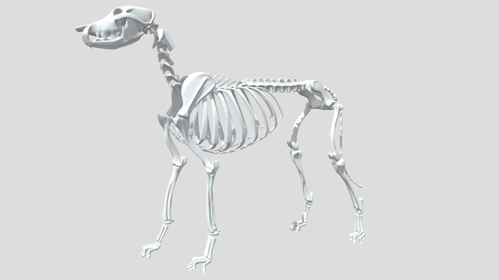 Dog Skeleton