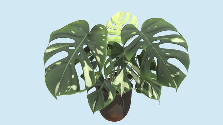 philodendron selloum care Philodendron Selloum – Thorn & Petal Florist