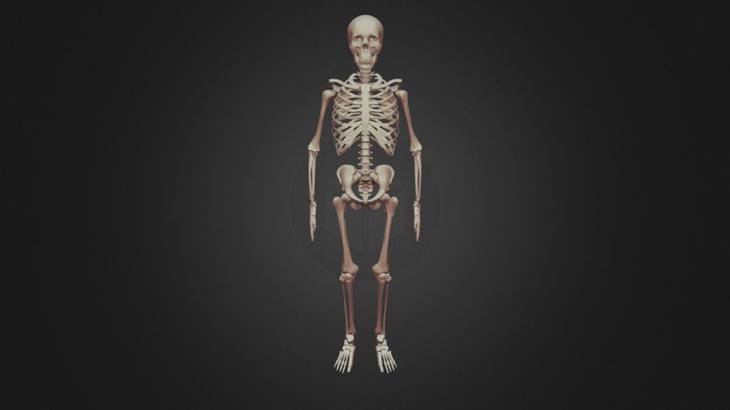 Skeleton