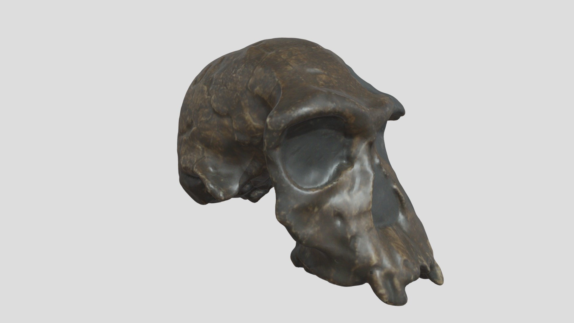 Homo habilis