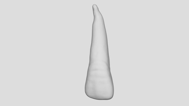 Lateral Incisor #7 3D Model