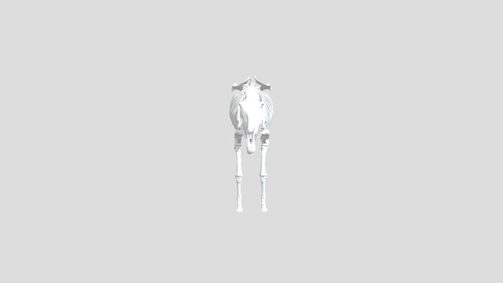 Mule Skeleton Merged Low 3D Model