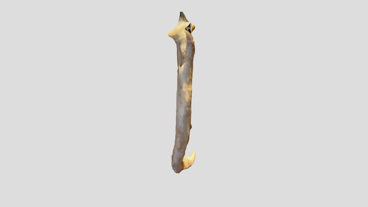 Geriatric dog jaw right 3D Model